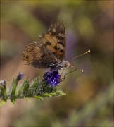 Migradora dels cards (Vanessa cardui)