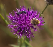 Abella de la mel (Apis mellifera)