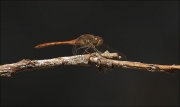 Mascle de Libèl·lula (Crocothemis erythraea)