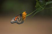Papallona monarca (Danaus plexippus)