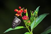 Papallona (Ideopsis juventa )