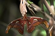 Papallona (Attacus atlas )