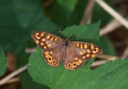 Margenera comuna. Lasiommata megera