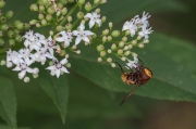 Mosca de les flors (Volucella zonaria)