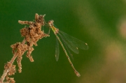 Libèl-lula femella. Lestes sponsa