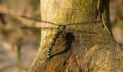 Femella de Libèl·lula (Crocothemis erythraea)