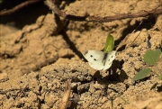 Blanca de la col (Pieris brassicae)