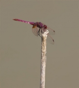 Mascle de Libèl·lula (Crocothemis erythraea)