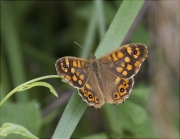 Bruna boscana (Pararge aegeria)