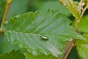 Chrysolina herbacea