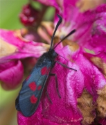 Zygaena sp.