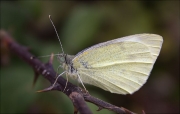 Blanca de la col (Pieris brassicae)