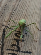 Pregadéu. Mantis religiosa