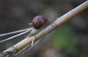 Cargol (Euomphalia strigelle)