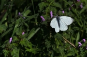 Pieris brassicae