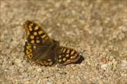 Bruna boscana (Pararge aegeria)