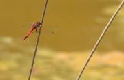 Libèlu-la (Crocothemis erythraea)