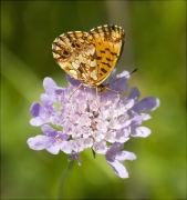 Donzella violeta (Boloria dia)