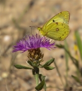 Safranera pàl·lida (Colias alfacariensis)