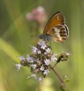 Lleonada de matollar (Coenonympha arcania)