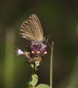 Blaveta de la garlanda (Polyommatus amandus)