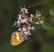 Lleonada de matollar (Coenonympha arcania)