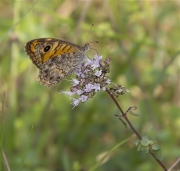 Margenera comuna (Lasiommata megera)