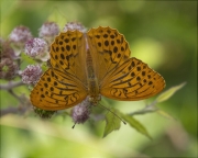 Argentada comuna (Argynnis paphia)