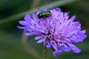 Chrysolina herbacea