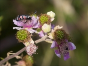 Zygaena (Agrumenia) occitanica