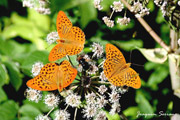 Papallones al Monseny (Argynnis paphia)