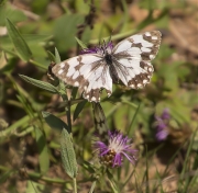 Melanargia sp.