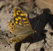 Bruna boscana (Pararge aegeria)