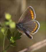 Aricia cramera