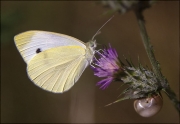 Blanca de la col (Pieris brassicae)