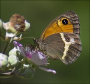 Saltabardisses cintada (Pyronia (Idata) bathseba)