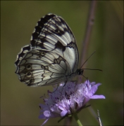 Escac ibèric (Melanargia lachesis) 1/2