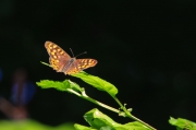 Papallona del gram (Pararge aegeria)