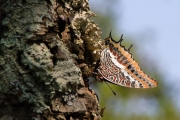 Papallona de l'arbocer (Charaxes jassius)