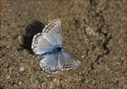 Papallona de la família Lycaenidae