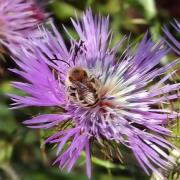 Andrena fulva ? sobre calcida blanca