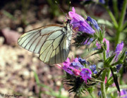 Blanca del Majuelo (Aporia crataegi)