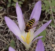 Nomada sp. Safrà de muntanya (Crocus vernus)