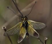 Libelloides baeticus Ascalaphidae