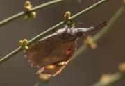 Libythea celtis