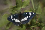 Limenitis reducta