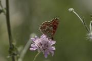 Melitaea phoebe