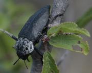 Capnodis tenebrionis