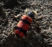 Trichodes apiarius