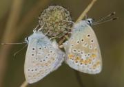 Polyommatus icarus